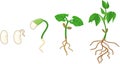 Sequence of growth stages of bean germination: from seed to young sprout with green leaves and root system